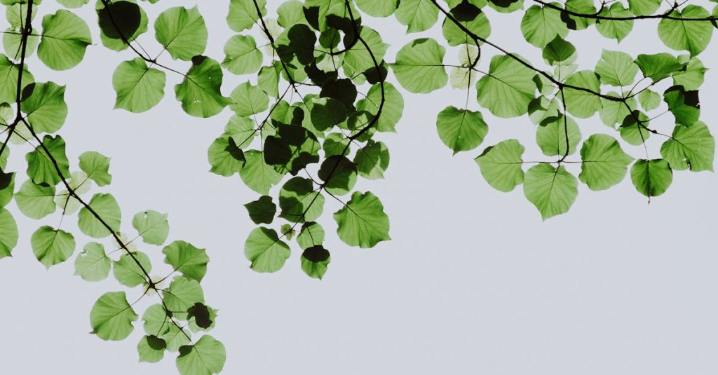 Acteurs de l’écologie : Comment ils transforment notre avenir durable