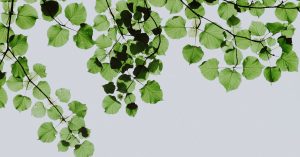 Acteurs de l’écologie : Comment ils transforment notre avenir durable