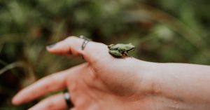 Associations environnementales : comment elles contribuent à la protection de la planète