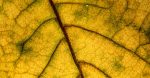 Réseau écologique : comprendre l’importance des connexions environnementales