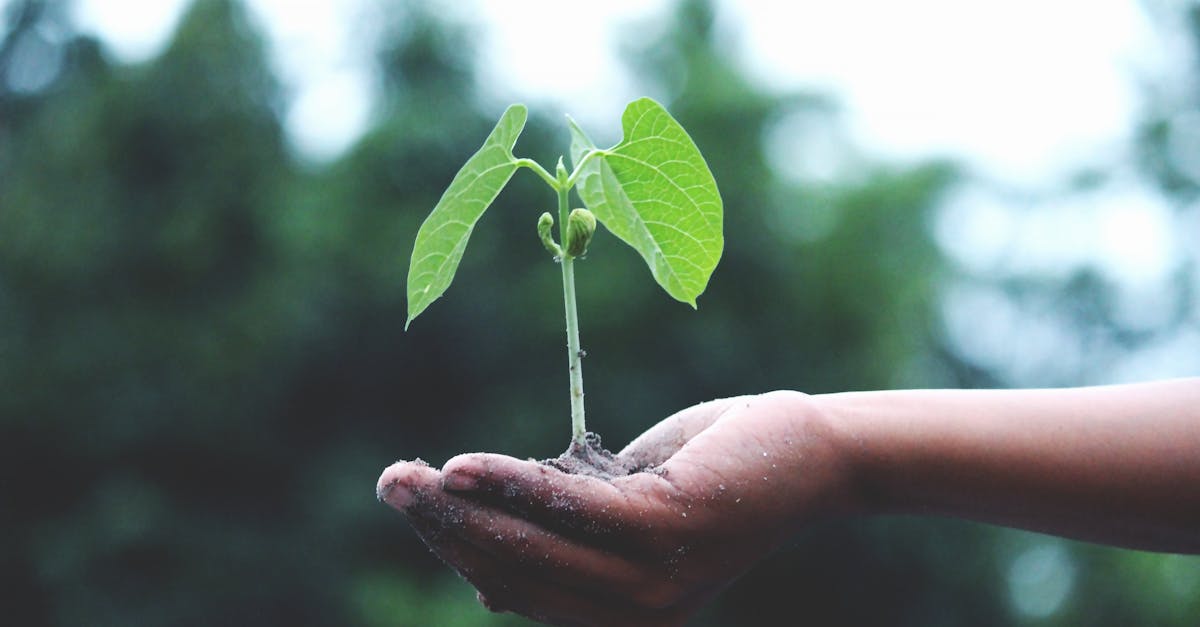 découvrez l'écologie, la science qui étudie les relations entre les êtres vivants et leur environnement. explorez des sujets variés tels que la conservation de la biodiversité, les écosystèmes, le développement durable et les solutions écologiques pour un avenir meilleur.