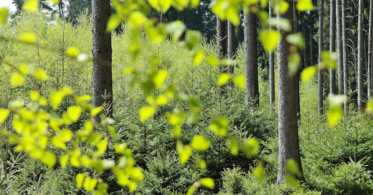 découvrez l'écologie, l'étude des interactions entre les organismes et leur environnement. explorez les enjeux environnementaux, les stratégies de conservation, et les pratiques durables pour protéger notre planète.