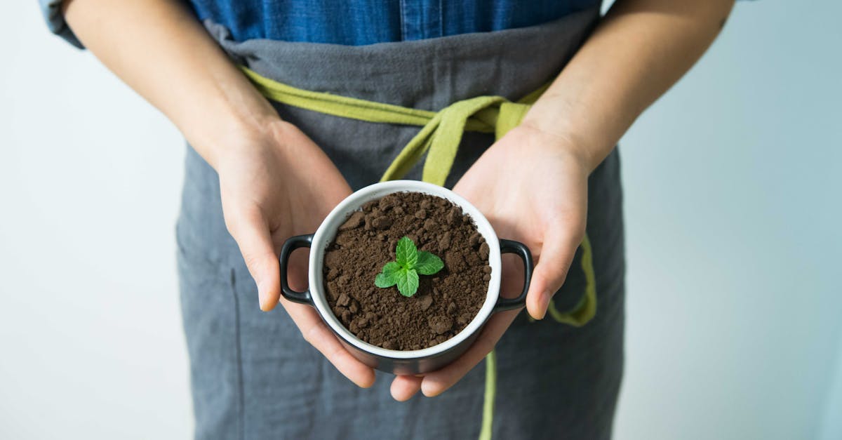 découvrez l'écologie, la science qui étudie les relations entre les organismes vivants et leur environnement. apprenez l'importance de la biodiversité, des écosystèmes et des enjeux environnementaux actuels pour mieux préserver notre planète.