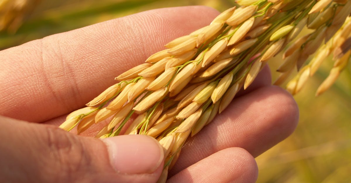 découvrez comment adopter une alimentation durable avec des conseils pratiques, des recettes innovantes et des informations sur les choix alimentaires respectueux de l'environnement pour un mode de vie sain et responsable.
