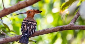 Biomimétisme : Comment la nature inspire l’innovation technologique
