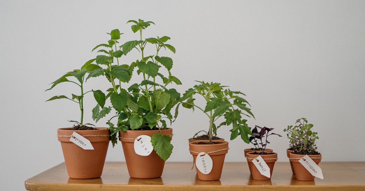 Futur durable : Les nouvelles initiatives pour un environnement sain