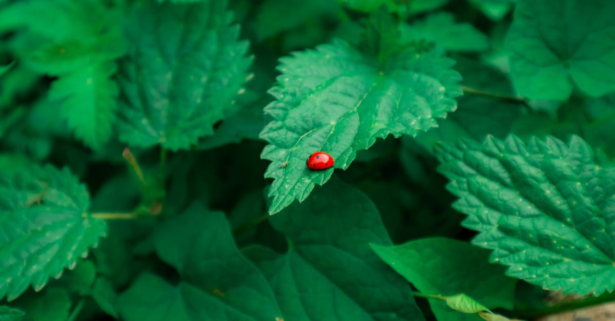 découvrez nos informations sur les réglementations environnementales, essentielles pour protéger notre planète. explorez les lois, les normes et les pratiques durables visant à réduire l'impact des activités humaines sur l'environnement et à promouvoir un avenir plus vert.