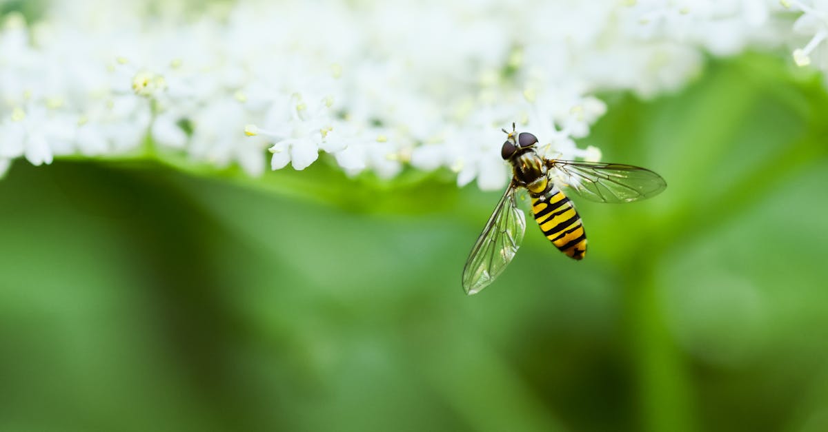 découvrez le biomimétisme, une approche innovante qui s'inspire des stratégies de la nature pour concevoir des solutions durables. apprenez comment cette discipline révolutionne l'architecture, l'ingénierie et bien d'autres domaines en harmonisant technologie et écologie.
