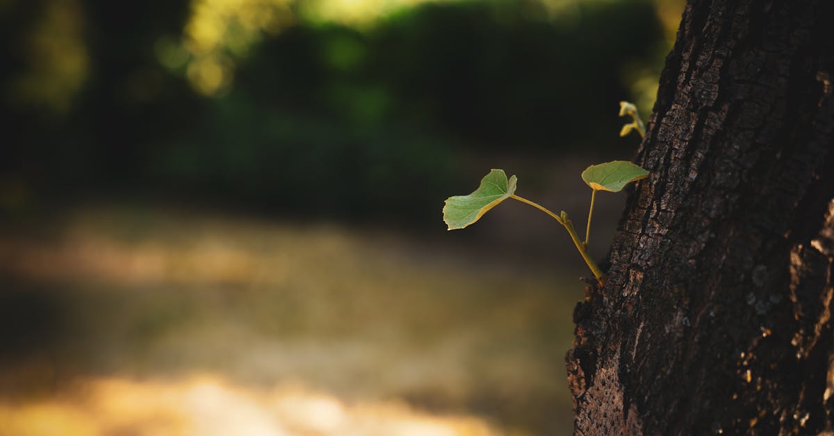 découvrez des compétitions environnementales inspirantes qui encouragent l'innovation et la durabilité. participez à des défis passionnants visant à protéger notre planète et à promouvoir des pratiques écologiques pour un avenir meilleur.
