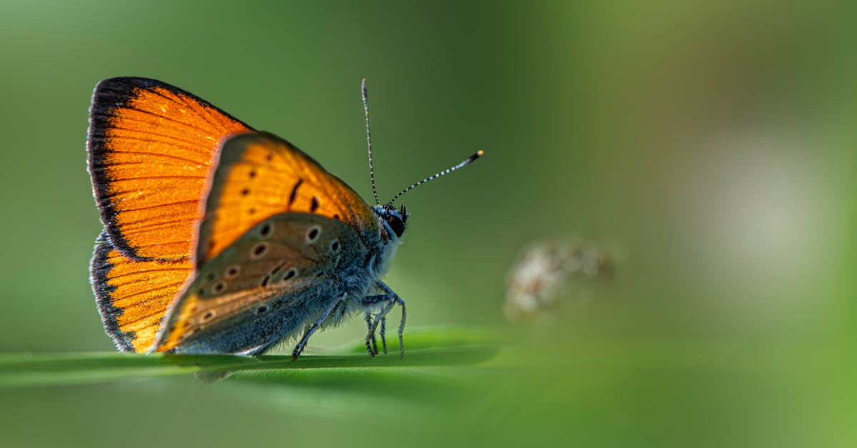 découvrez les réglementations environnementales qui protègent notre planète. informez-vous sur les lois, normes et initiatives visant à garantir un développement durable et à préserver les ressources naturelles pour les générations futures.