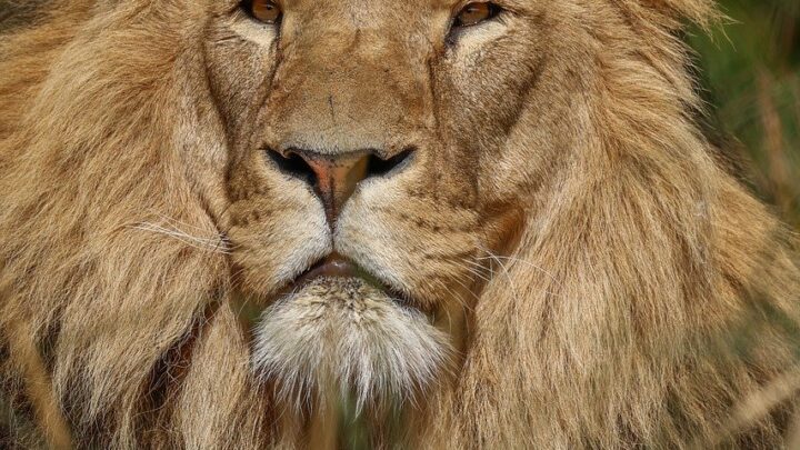 d&eacute;couvrez les secrets et l'histoire fascinante de la famille royale, ses membres embl&eacute;matiques et ses traditions centenaires.