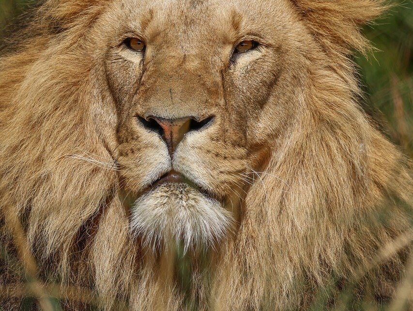 d&eacute;couvrez les secrets et l'histoire fascinante de la famille royale, ses membres embl&eacute;matiques et ses traditions centenaires.