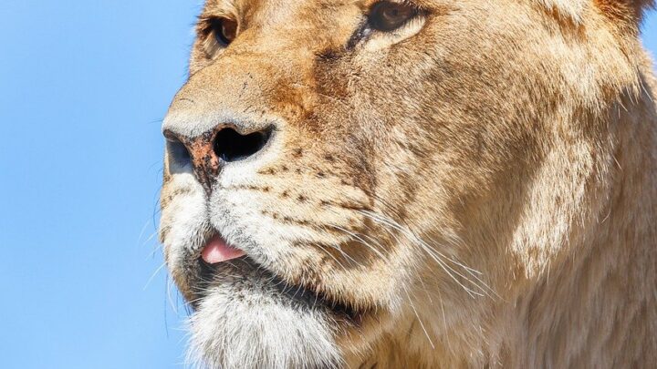 d&eacute;couvrez les mots en voie de disparition et l'importance de pr&eacute;server notre patrimoine linguistique.