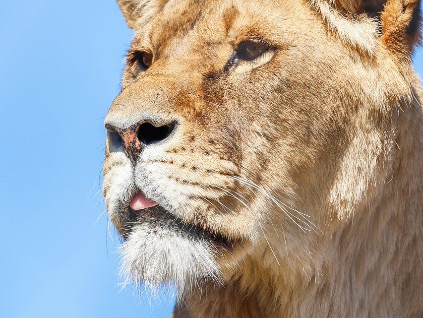 d&eacute;couvrez les mots en voie de disparition et l'importance de pr&eacute;server notre patrimoine linguistique.
