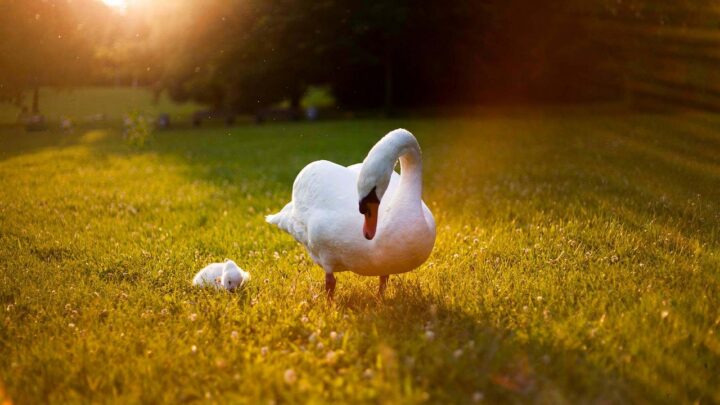 d&eacute;couvrez comment faire face &agrave; une vague de chaleur avec nos conseils pratiques pour rester au frais et en s&eacute;curit&eacute; pendant les fortes temp&eacute;ratures.