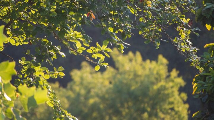 d&eacute;couvrez les pratiques d'agriculture durable qui pr&eacute;servent l'environnement, favorisent la biodiversit&eacute; et garantissent une production alimentaire responsable pour les g&eacute;n&eacute;rations futures.