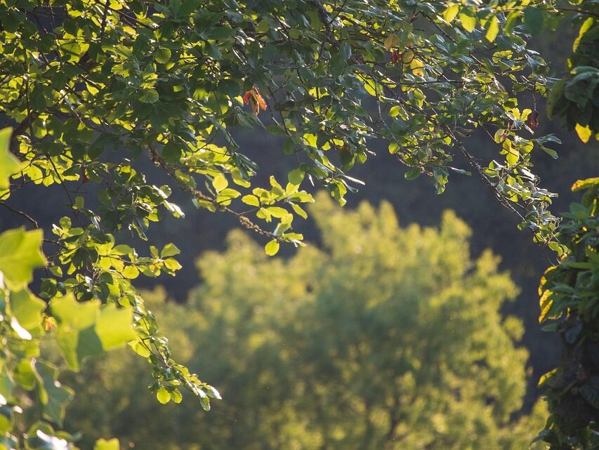 d&eacute;couvrez les pratiques d'agriculture durable qui pr&eacute;servent l'environnement, favorisent la biodiversit&eacute; et garantissent une production alimentaire responsable pour les g&eacute;n&eacute;rations futures.