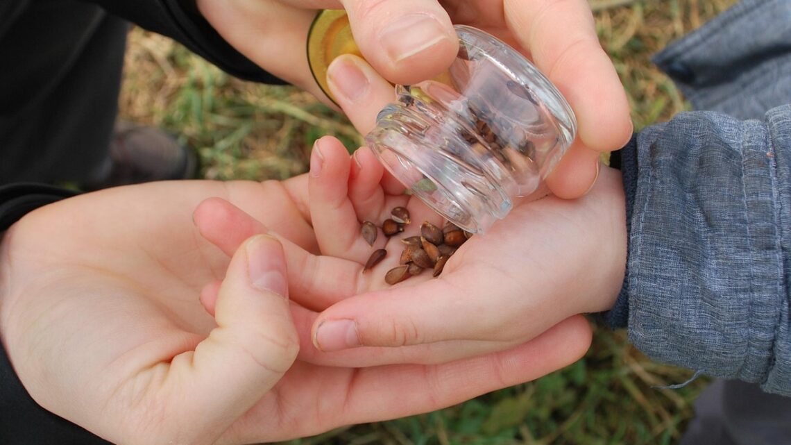 d&eacute;couvrez le jardinage en permaculture urbaine : des techniques &eacute;cologiques pour cultiver un espace vert durable en ville.