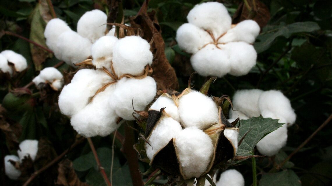 d&eacute;couvrez notre s&eacute;lection de coton bio, cultiv&eacute; sans pesticides ni produits chimiques, pour un textile naturel, doux et respectueux de l'environnement.