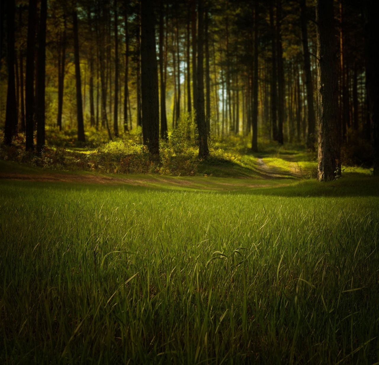 d&eacute;couvrez l'importance de l'environnement et comment prot&eacute;ger notre plan&egrave;te pour un avenir durable.